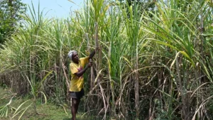 Alternative Tree-Based Agriculture